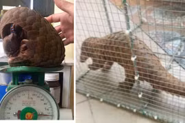 Người dân Quảng Trị giao nộp cá thể tê tê quý hiếm