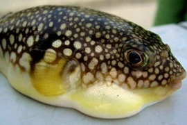 Ăn cá nóc, 9 người ở Lâm Đồng bị ngộ độc