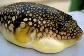 Ăn cá nóc, 9 người ở Lâm Đồng bị ngộ độc