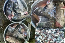 Hàng loạt cá mè bị chặt đứt đầu ở hồ Kẻ Gỗ