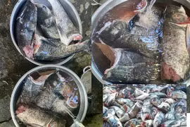 Hàng loạt cá mè bị chặt đứt đầu ở hồ Kẻ Gỗ