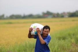 Nông dân Hà Tĩnh “chạy đua” gặt lúa non tránh bão số 5 Kajiki