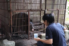 Vườn quốc gia Bạch Mã tiếp nhận cá thể gấu ngựa