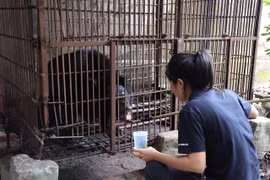 Vườn quốc gia Bạch Mã tiếp nhận cá thể gấu ngựa