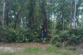 Phát hiện người đàn ông tử vong trong rừng tràm ở Quảng Trị