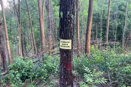 Rừng thông phòng hộ ở Huế bị kẻ gian khoan lỗ đổ thuốc độc