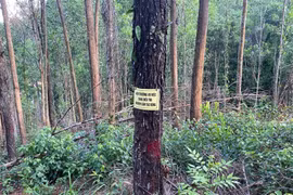 Rừng thông phòng hộ ở Huế bị kẻ gian khoan lỗ đổ thuốc độc