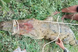 Đã bắt được cá sấu 'khủng' tấn công người ở Khánh Hòa