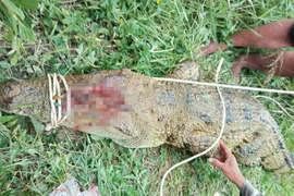 Đã bắt được cá sấu 'khủng' tấn công người ở Khánh Hòa