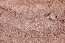 Liên tiếp phát hiện nhiều hài cốt liệt sĩ ở Quảng Trị