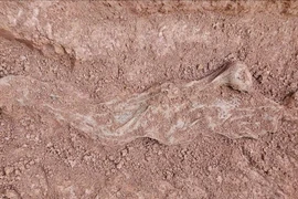 Liên tiếp phát hiện nhiều hài cốt liệt sĩ ở Quảng Trị