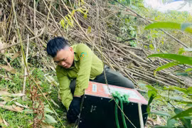 Thả 58 cá thể cầy vòi mốc về môi trường tự nhiên ở Hà Tĩnh