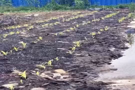 Khởi tố thêm 1 bị can trong vụ gây ô nhiễm môi trường ở Đồng Tháp