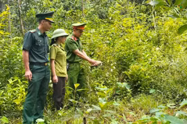 Thả cá thể rùa núi vàng quý hiếm về lại tự nhiên