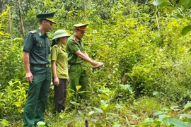Thả cá thể rùa núi vàng quý hiếm về lại tự nhiên