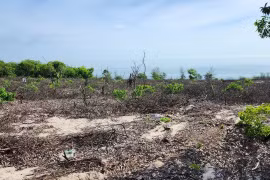 Rừng phòng hộ ven biển ở Huế bị chặt phá nghiêm trọng