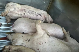 Điều tra vụ 9 con lợn chết không rõ nguồn gốc tại cơ sở giết mổ