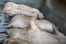 Điều tra vụ 9 con lợn chết không rõ nguồn gốc tại cơ sở giết mổ