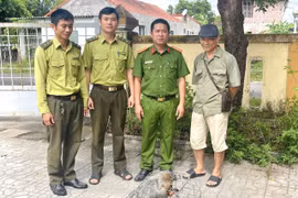 Người dân Quảng Trị giao nộp cá thể khỉ mặt đỏ quý hiếm