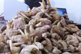 Tàng trữ xương sư tử, người đàn ông bị xử phạt hơn 262 triệu