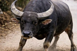 Trâu 'điên' đuổi húc 2 người bị thương ở Quảng Trị