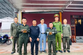 Phát hiện 2 cá thể rùa quý hiếm trong đền Đại An ở Hà Tĩnh