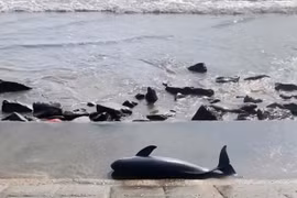 Xác cá voi nặng 40kg trôi dạt vào bờ biển Quảng Trị