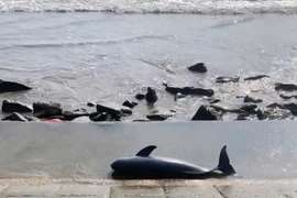 Xác cá voi nặng 40kg trôi dạt vào bờ biển Quảng Trị