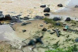 Phát hiện thi thể trôi dạt vào bờ biển Cửa Tùng