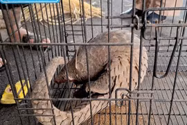 Vườn Quốc gia Vũ Quang tiếp nhận 2 cá thể động vật quý hiếm