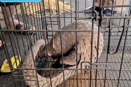 Vườn Quốc gia Vũ Quang tiếp nhận 2 cá thể động vật quý hiếm