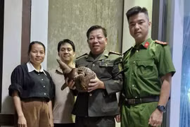 Người dân Quảng Trị giao nộp cá thể tê tê quý hiếm