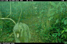 Đặt bẫy ảnh, phát hiện cá thể voi con trong rừng đặc dụng Đà Nẵng 