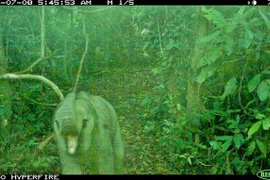 Đặt bẫy ảnh, phát hiện cá thể voi con trong rừng đặc dụng Đà Nẵng 
