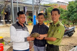 Người dân TP Huế tự nguyện giao nộp 5 cá thể rùa quý hiếm