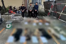 Triệt xoá đường dây chuyên trộm chó ở TP HCM