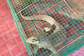 Người dân tự nguyện giao nộp cá thể kỳ đà hoa quý hiếm