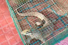 Người dân tự nguyện giao nộp cá thể kỳ đà hoa quý hiếm