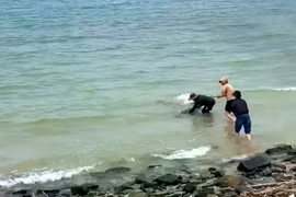 Kịp thời giải cứu cá heo mắc cạn ở biển Vũng Áng