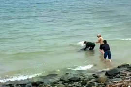 Kịp thời giải cứu cá heo mắc cạn ở biển Vũng Áng