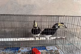 Người dân Đồng Tháp giao nộp 2 cá thể chim cao cát quý hiếm