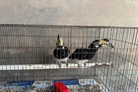 Người dân Đồng Tháp giao nộp 2 cá thể chim cao cát quý hiếm