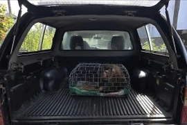 Người dân Quảng Trị giao nộp cá thể khỉ đuôi lợn quý hiếm