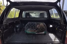 Người dân Quảng Trị giao nộp cá thể khỉ đuôi lợn quý hiếm