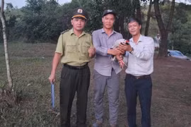 Người dân TP Huế giao nộp cá thể gà lôi trắng quý hiếm