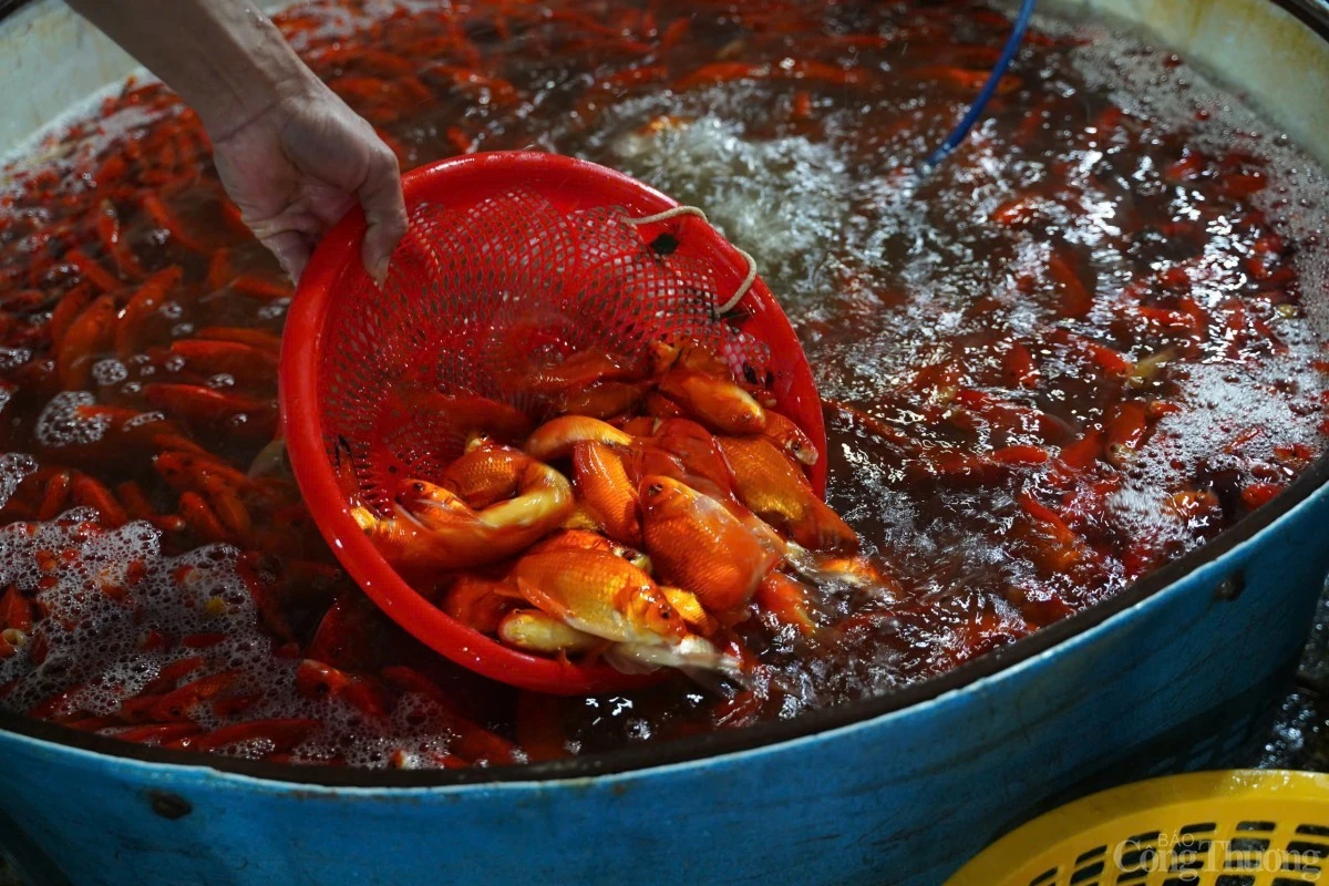 Chợ cá Thủ đô tấp nập trước ngày đưa tiễn ông Táo