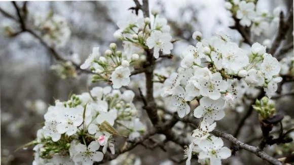 Sau Tết Bính Ngọ, cắm 2 loại hoa này vừa đẹp vừa sang, 2 tháng chưa tàn