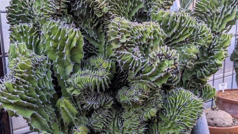 4 loài cây gai góc nhưng mang lại điềm lành, sức sống mãnh liệt