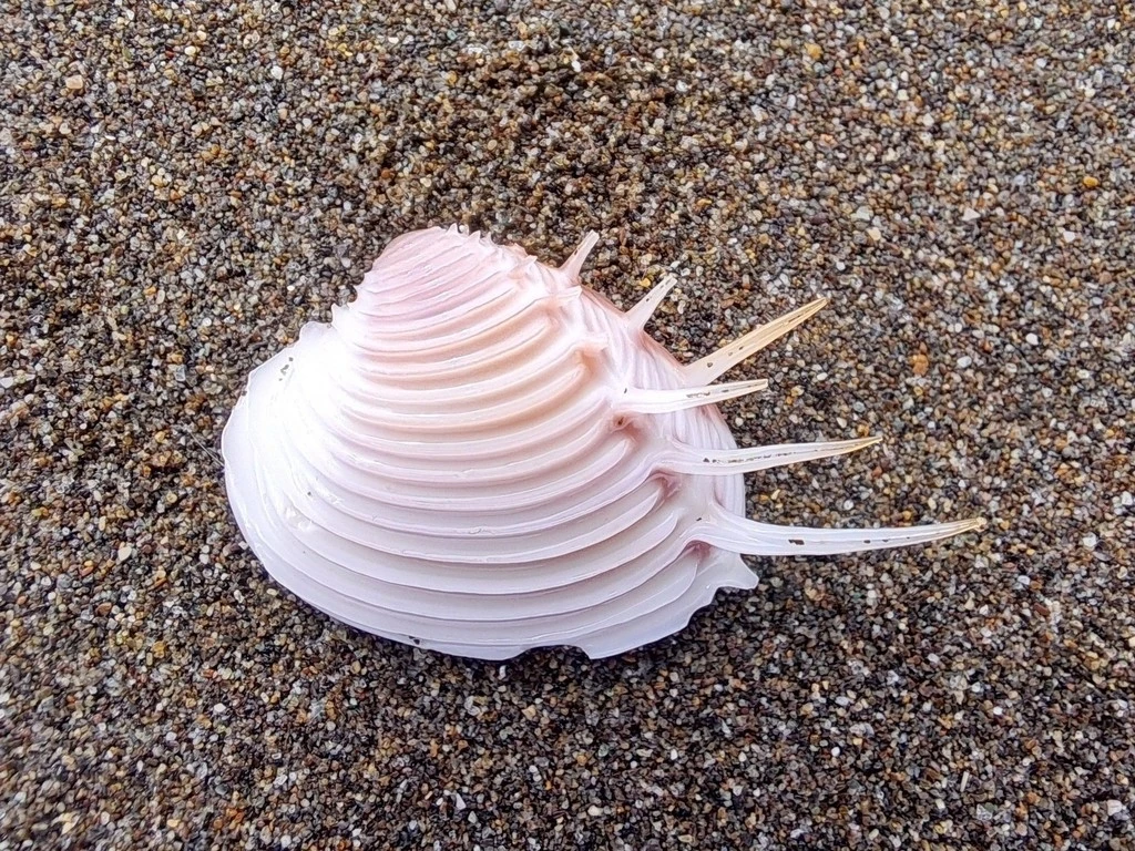 Ngao vệ nữ hiếm gặp, nhiều người ráo riết săn lùng