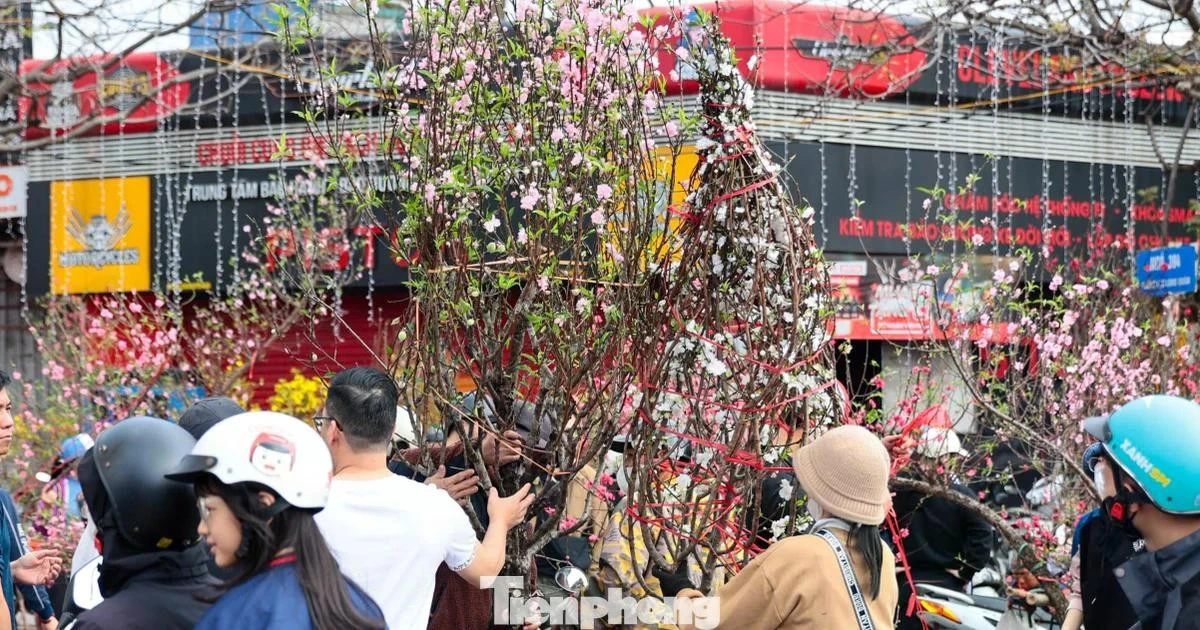 Đào, quất giảm giá mạnh ngày 29 Tết